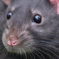 Rat