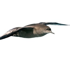 Short Tailed Shearwater DNA ID