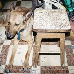 tema con simi hecho en 10 minutos