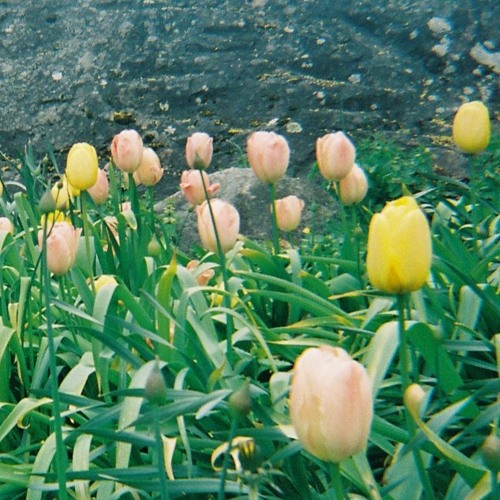 Making Love In A Dream