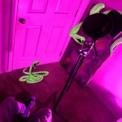 Zon3.SB x YP - NEW LEVEL (prod. Speez)