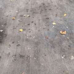 Shadows on the path - with drums