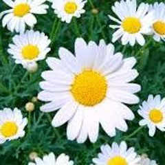 beautiful one - 24:4:20, 6.22 pm