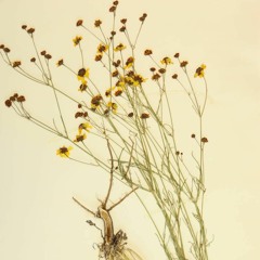 Coreopsis