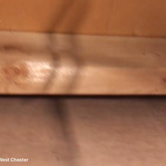 AAAC Wildlife Removal of Cincinnati - Wildlife Removal Near Me West Chester