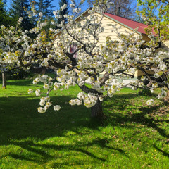 Blossoms