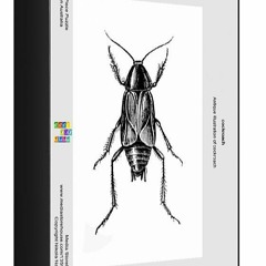 AechChen & MAO 會飛的蟑螂