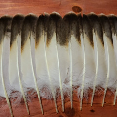 Raine Honani at piñon rd2