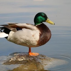 Duckcore