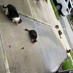 Dyze In Your House - 9/8/2023