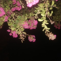 Grissin - Floral