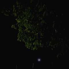 moonlight