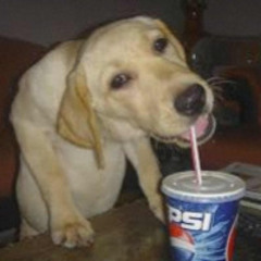 Bitches Love Pepsi Too