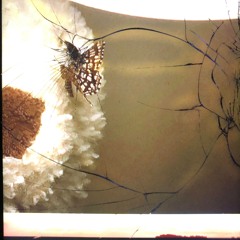 DIGITAL COLLAPSE {2023-25}