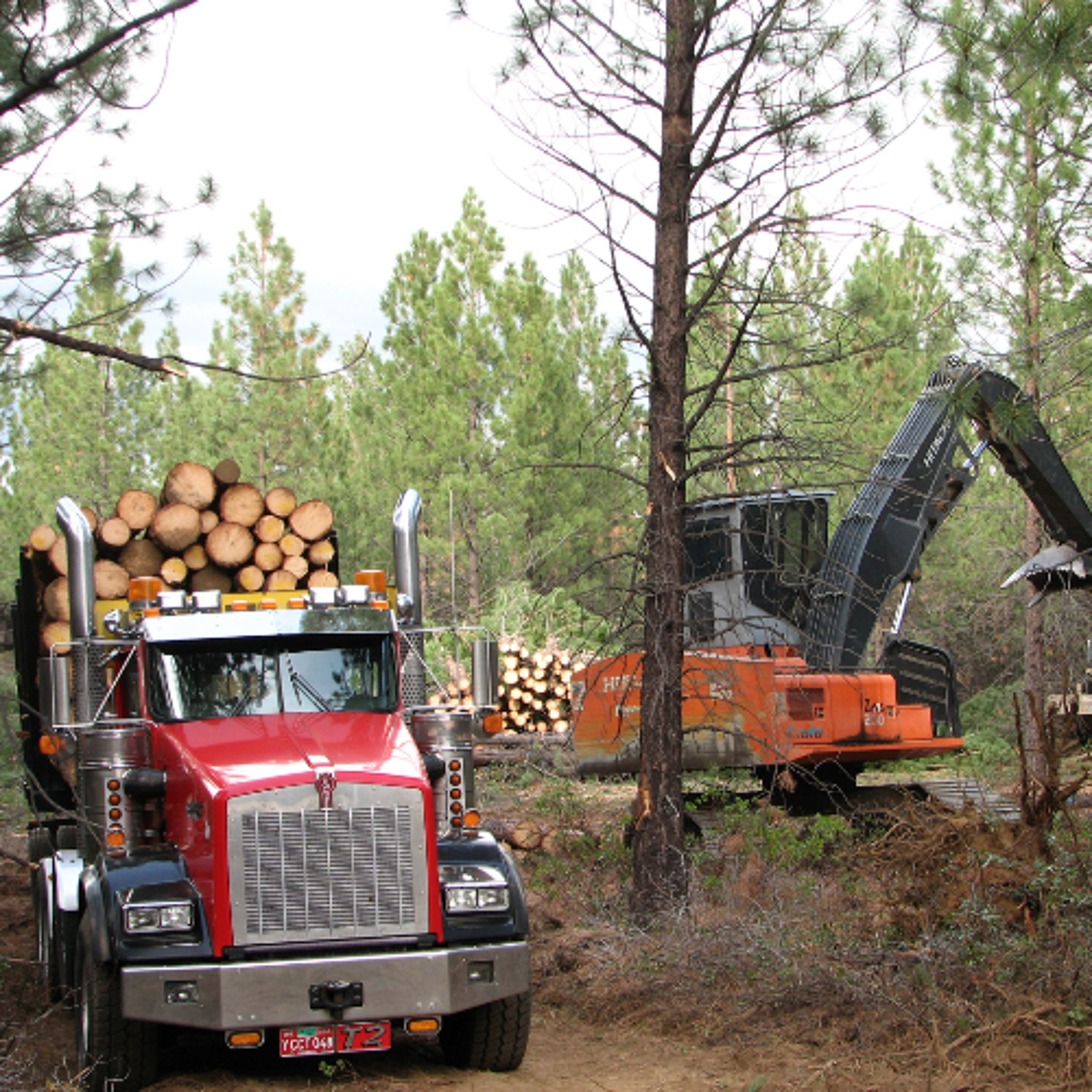 The past, present and future of Oregon's timber industry episode artwork