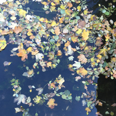 Floating Leaves in October