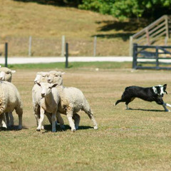 Intelligent Sheepdog beat by WICSTONE