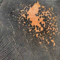 Gazeli 003 // April 2025