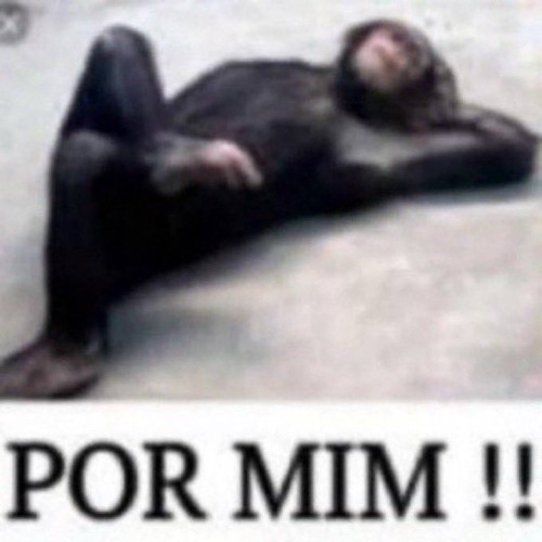setzadaa