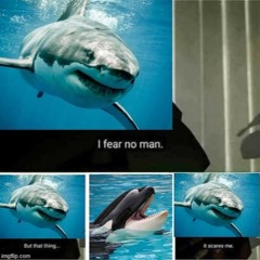 Shark Fears No Man