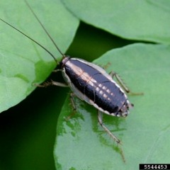 HK_Calm-&-Steady_tracks_37