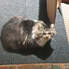 Nine Lives of a Stray Cat