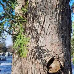 Keep on Going - Cedarwood Sounds