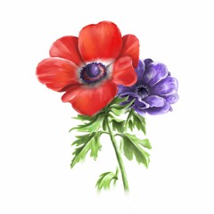 경성의 아네모네 (Anemone in Kyungsung)
