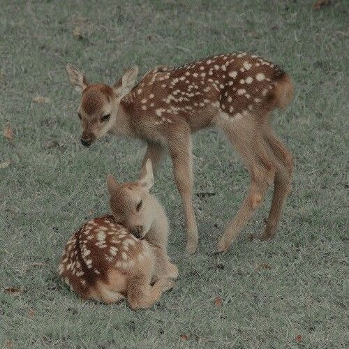 Deer
