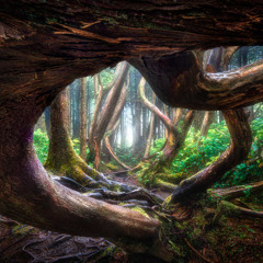 Deep Woods #55 - Organic Progressive House (Julian Nates, PROFF, Forty Cats, DOMPOON, Shai T, M.O.S)