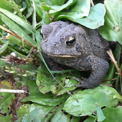 frogs