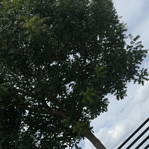 I Got For You 🕊️