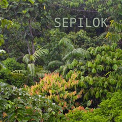 Rainforest Ambience - Sepilok Forest Reserve, Sabah, Malaysia