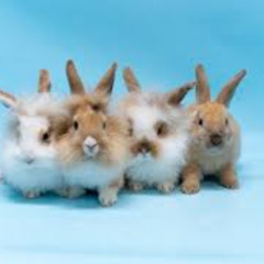 BUNNIES