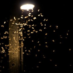 Street Lit Flies