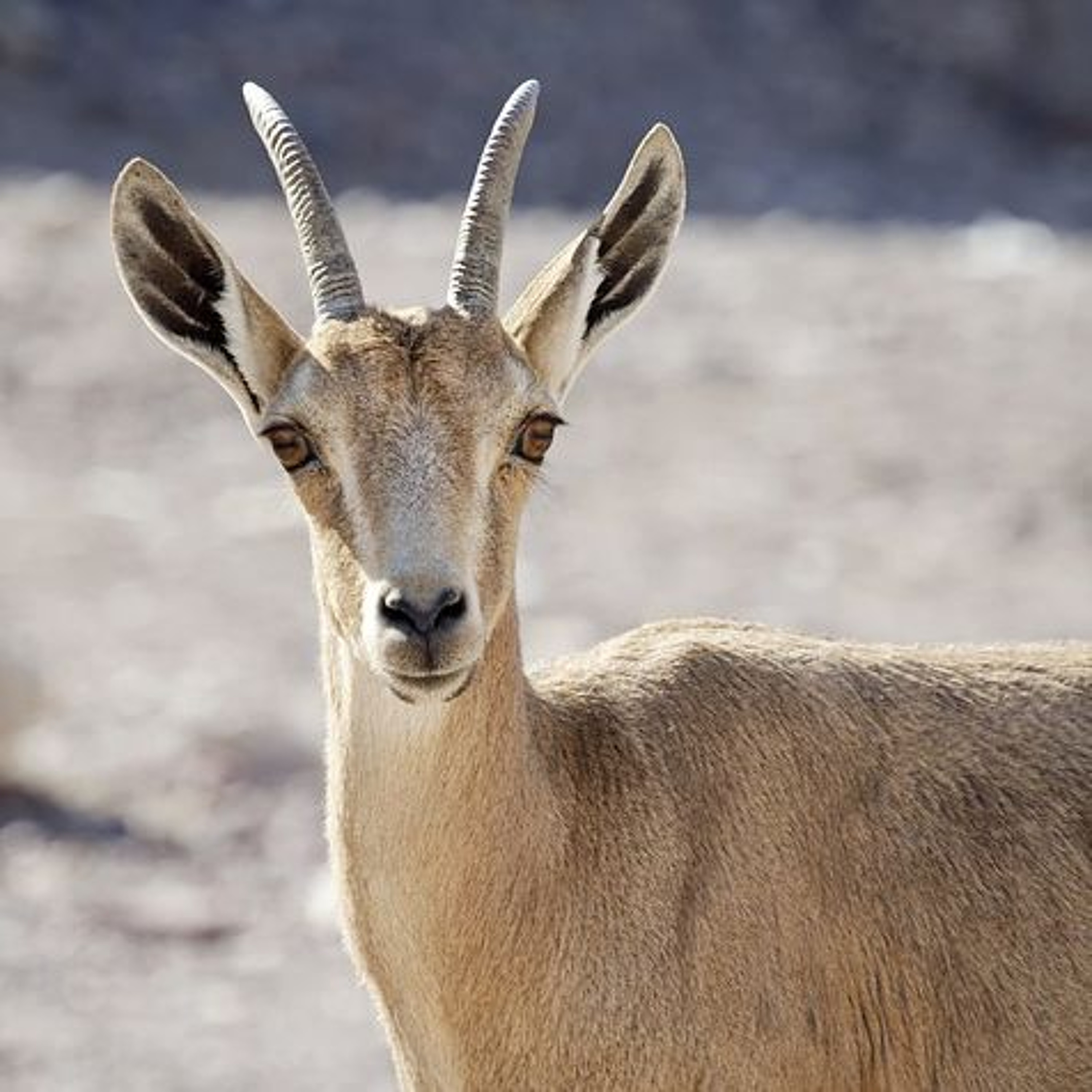 Being Decisive - Returning Home