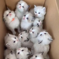 laufey - california and me sped up/nightcore ☆