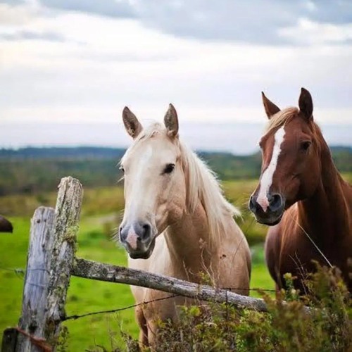 يا أحلى امرأةٍ في الدنيا - علاء ناجي