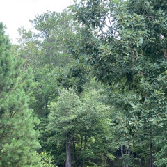 arias math (lyrics in desc.)