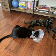 The William Tell Routine