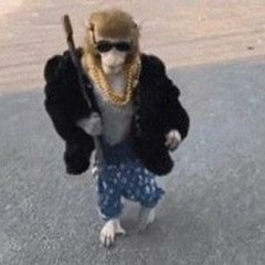 pimp chimpin