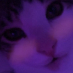 hi