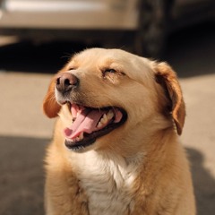 Good Boy