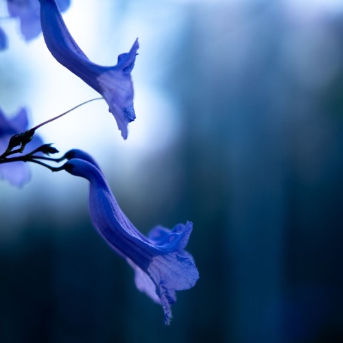 השארי – עמית פוזננסקי | מילים: עוזי שלו