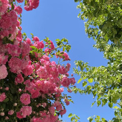 Faster - Sofi de la Torre