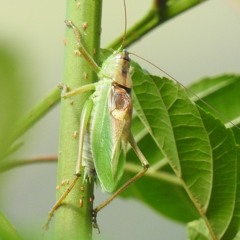 Pasikonik śpiewający - Upland Green Bush-cricket - Tettigonia cantans