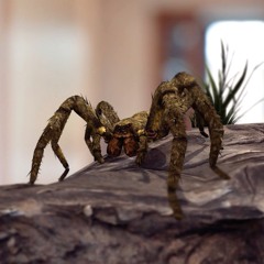 BBC Earth MicroKingdoms Trailer Music