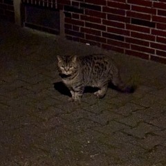 walking home at night