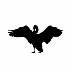 Black Swan Dive