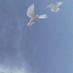 birdz